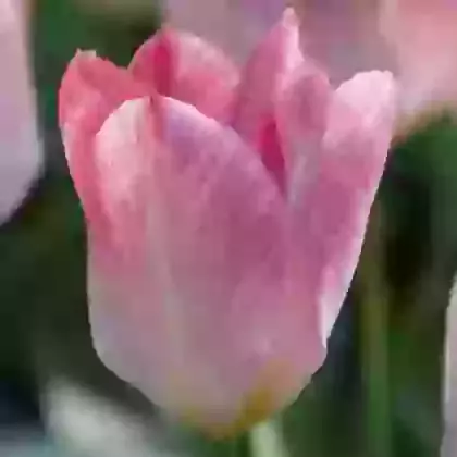 Flaming Purissima